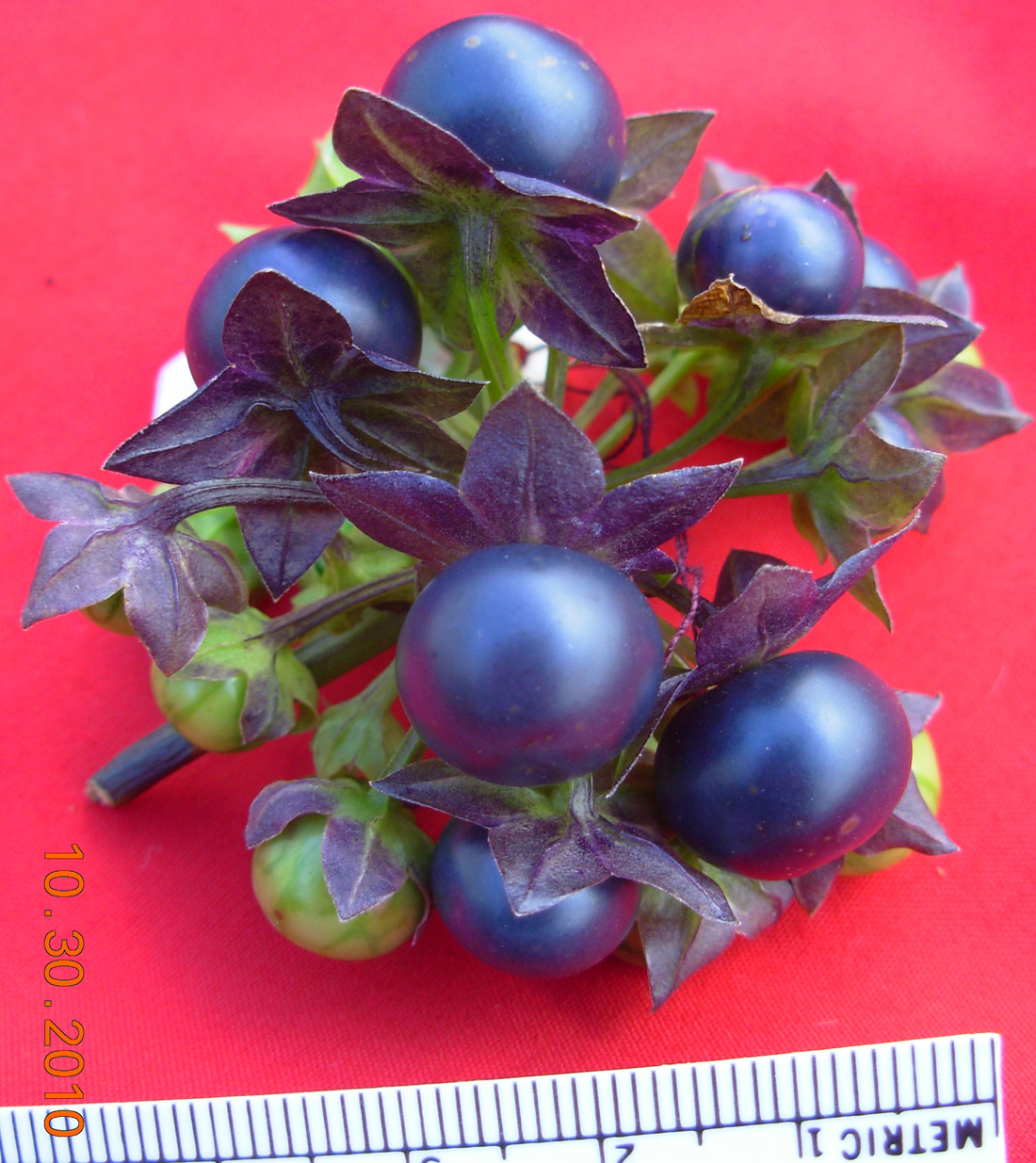 ripe fruit of Jaltomata darcyana